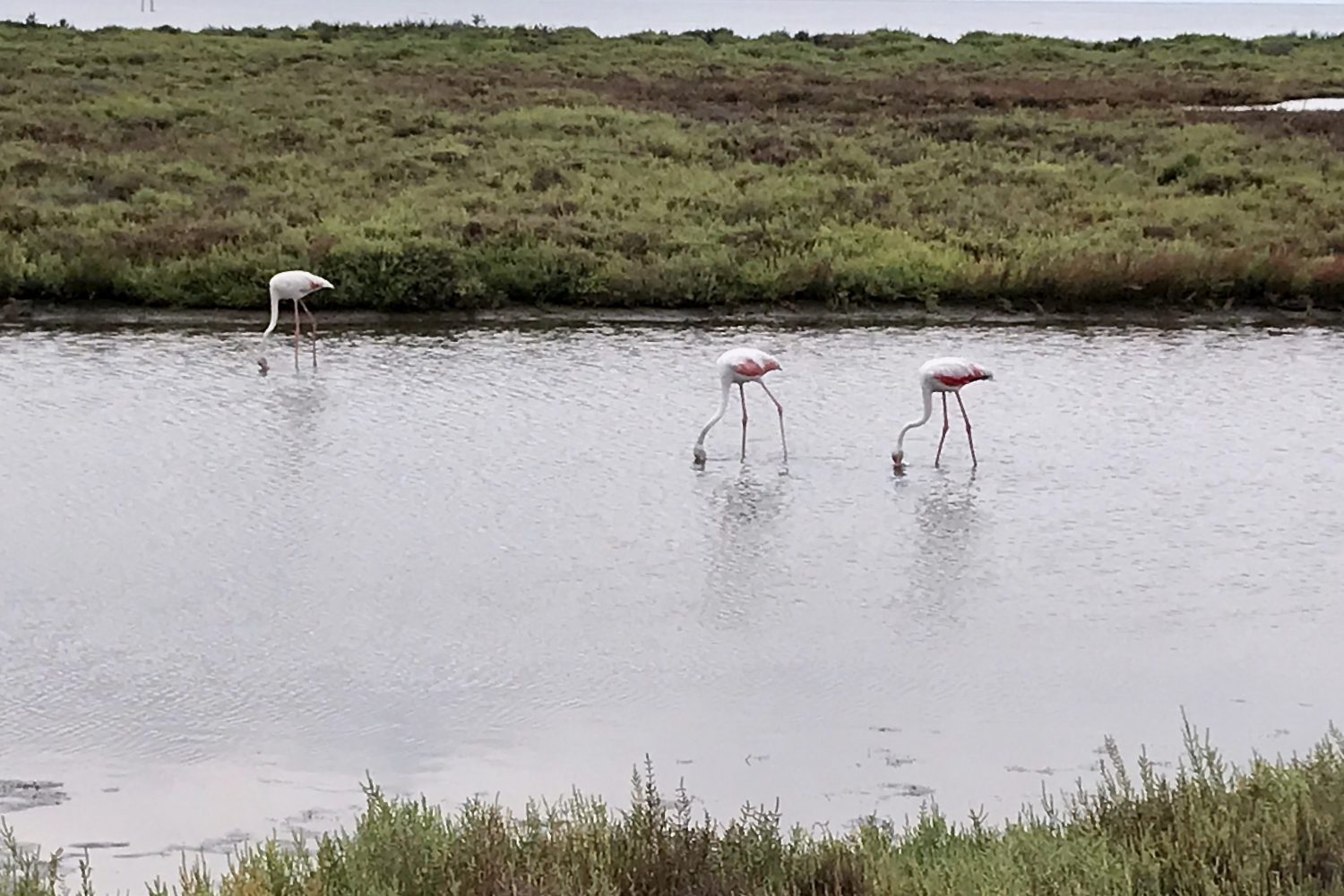 Flamingo's in de Delta
