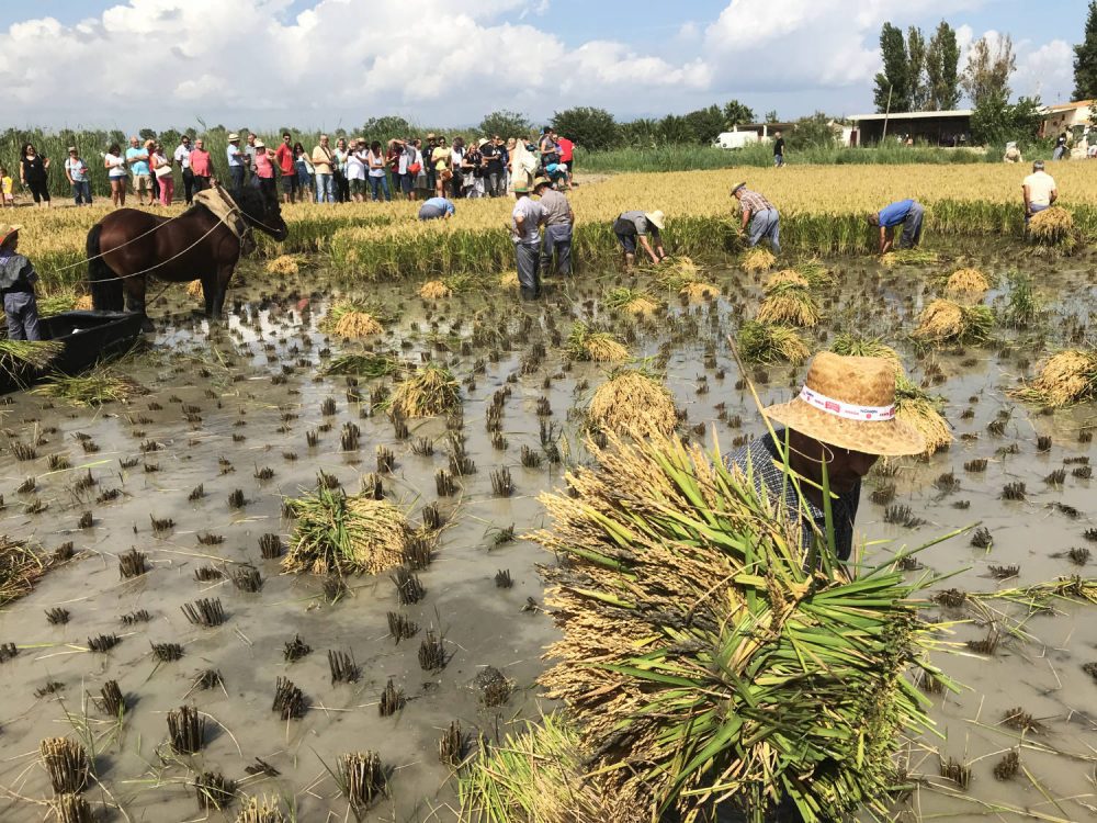 Rijstfestival Delta Ebro
