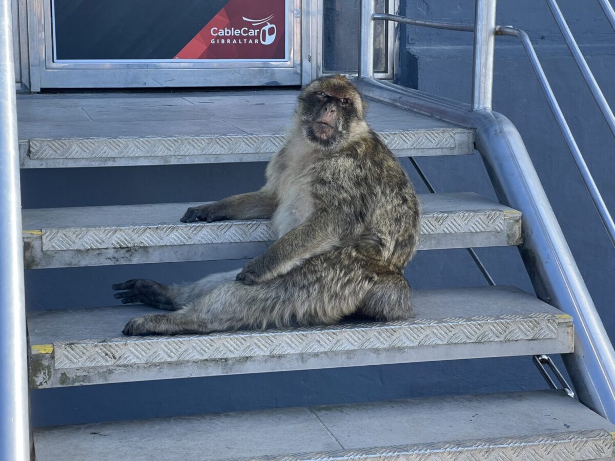 Een van de bezienswaardigheden van Gibraltar: de apen op de rots.